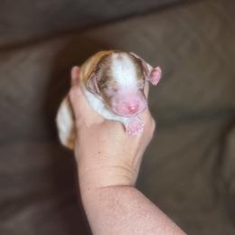 Cupid - Merle male Cavapoo puppy in Austin, Texas from Doodles of Central Texas