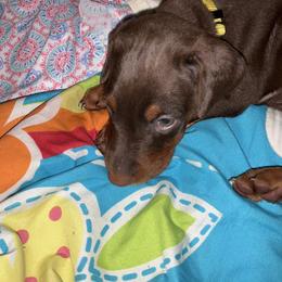 Doberman Pinscher Puppies from Von Schaaf Haus DuPree