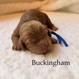 Buckingham - Red male Cockapoo puppy in Alexandria, Alabama from Bright and Beautiful Cockapoos and Doodles