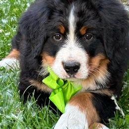 Baby Lime Girl - Black rust and white female Bernese Mountain Dog puppy in Toledo, Ohio from Baby Berners