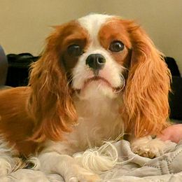 Echo - Cavalier King Charles Spaniel