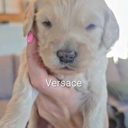 Versace - Cream male Goldendoodle puppy in Red Oak, Iowa from Fisher Pups-Stay Golden with a Doodle
