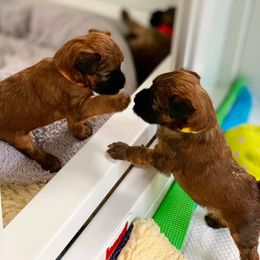 Soft Coated Wheaten Terrier Puppies from Charm Wheatens