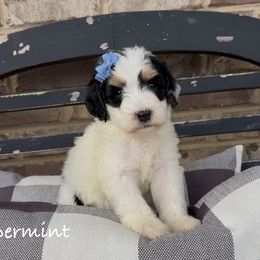 Peppermint 2500 Thanksgiving Special - Tri-color female Bernedoodle puppy in Cartersville, Georgia from Simply Blessed Doodles