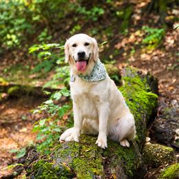 Peach - Golden Retriever