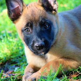 Belgian Malinois from MPACT Malinois