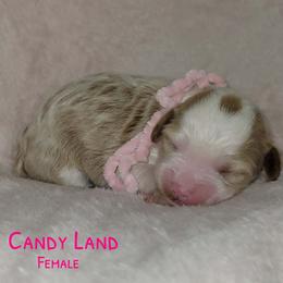 Girl 2 - Red female Australian Labradoodle puppy in Beecher, Illinois from Erica’s Doodles
