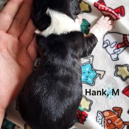 Hank - Black brown and white male Basset Hound puppy in Mack's Creek, Missouri from Mack's Creek Basset Hounds