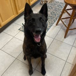 Dutch Shepherds and German Shepherds from Loves German Shepherds