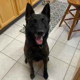 Dutch Shepherds and German Shepherds from Loves German Shepherds