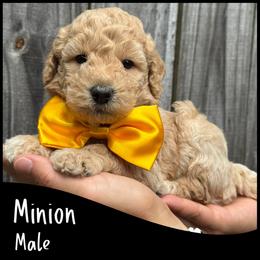 Minion - Apricot male Goldendoodle puppy in Angier, North Carolina from A Breed Above Kennels
