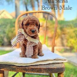 Alabama - Red  male Goldendoodle puppy in Springville, Utah from JW Doodles
