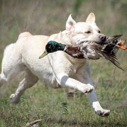 Wahoo - Labrador Retriever