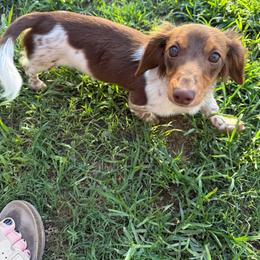 Piper - Piebald female Dachshund puppy in Mountain Home, Arkansas from Furry Friends Kennel