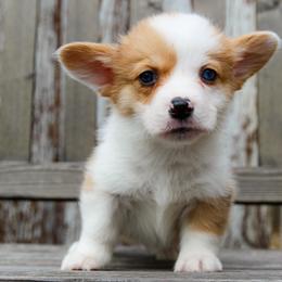 Rajah - 2500 - Red merle and white male American Corgi puppy in Star City, Arkansas from T4 Farms