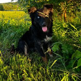 Jett - Australian Shepherd