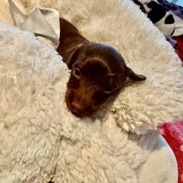 Coco Belle - Chocolate female Dachshund puppy in Summit, South Carolina from Doxies4Paws