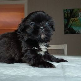 Littia - Black female Shih Tzu puppy in Brodnax, Virginia from Kbsshihtzus