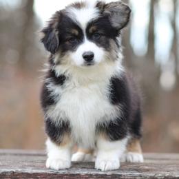 Anne - Black and tan female Pembroke Welsh Corgi puppy in South Otselic, New York from Ridge Top Corgis