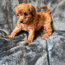 Cavapoo Puppies from Quentin