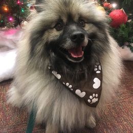 Keeshond All Grown Up from Pam Skinner's Keeshonds