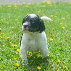 English Setter puppies from Kay's English Setters