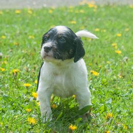 English Setter puppies from Kay's English Setters