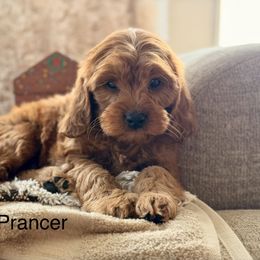 Prancer - Red male Cavapoo puppy in Oxford, Pennsylvania from FriendlyPals