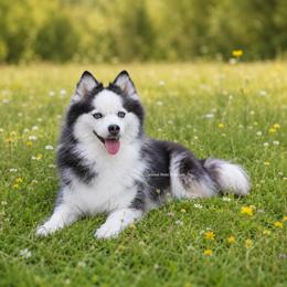Kita - Pomsky