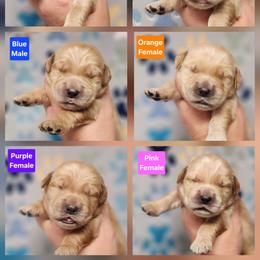 Spark Female 1 - Golden female Golden Retriever puppy in Wauseon, Ohio from Golden Sunrise Retrievers