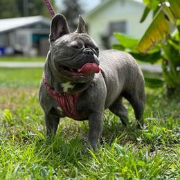 Jolene - French Bulldog
