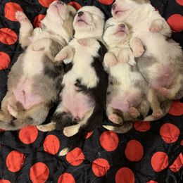 Cardigan Welsh Corgi Puppies from Luxe Cardigan Welsh Corgis