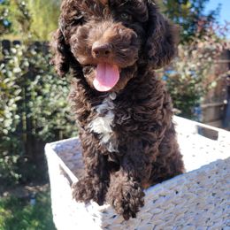 Goldendoodle Puppies from Heavenly Goldendoodles