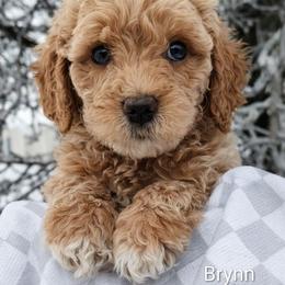 Brynn - Apricot female Goldendoodle puppy in Hendersonville, Tennessee from Ben's Best Buddy Goldendoodles