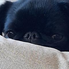 Storm - Brussels Griffon