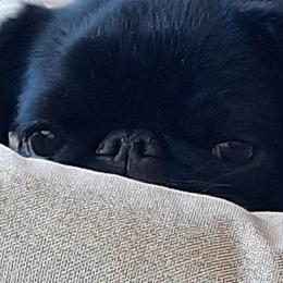 Storm - Brussels Griffon