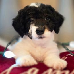 Sinatra - Tri-color male Double Doodle puppy in Prescott Valley, Arizona from Ramirez Family Doodles