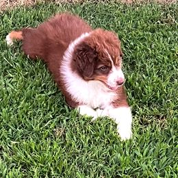 Australian Shepherd Puppies from Gold Hill Aussies
