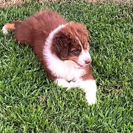 Australian Shepherd Puppies from Gold Hill Aussies
