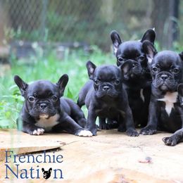 French Bulldog puppies from Frenchie Nation LLC