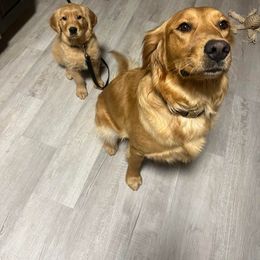 Golden Retriever All Grown Up from Pawplar Goldens