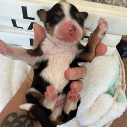 Peter - Tri-color male Bernedoodle puppy in Yuciapa, California from AlltheDoodlez_