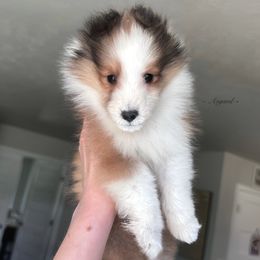 Boy 1 - Shetland Sheepdog puppy in Elk, Washington from Asgard Shetland Sheepdogs