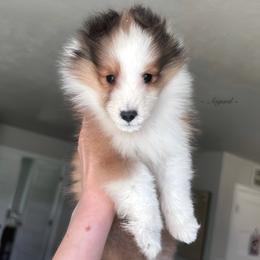 Boy 1 - Shetland Sheepdog puppy in Elk, Washington from Asgard Shetland Sheepdogs