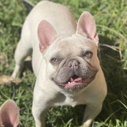 Gemma - French Bulldog