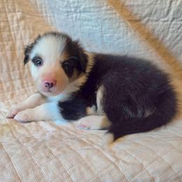 Maggie - Tri-color female Border Collie puppy in Watsontown, Pennsylvania from Kate Gresham