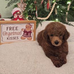 Jovie - Red  female Poodle puppy in Statesboro, Georgia from Briar Creek Kennels