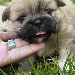 Wynona Love - Fawn sable female Pekingese puppy in Grass Valley, California from Northridge Pekingese
