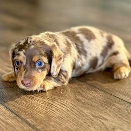 Mater - Dapple male Dachshund puppy in Queen Creek, Arizona from Jolly Rogers Dachshunds