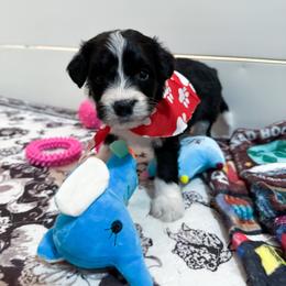 Holly - female Australian Mountain Doodle puppy in Claremont, North Carolina from Magnolia Grove Farms